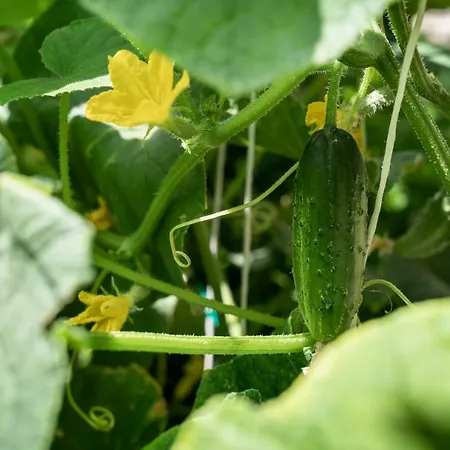 Kehayovi Guest house *